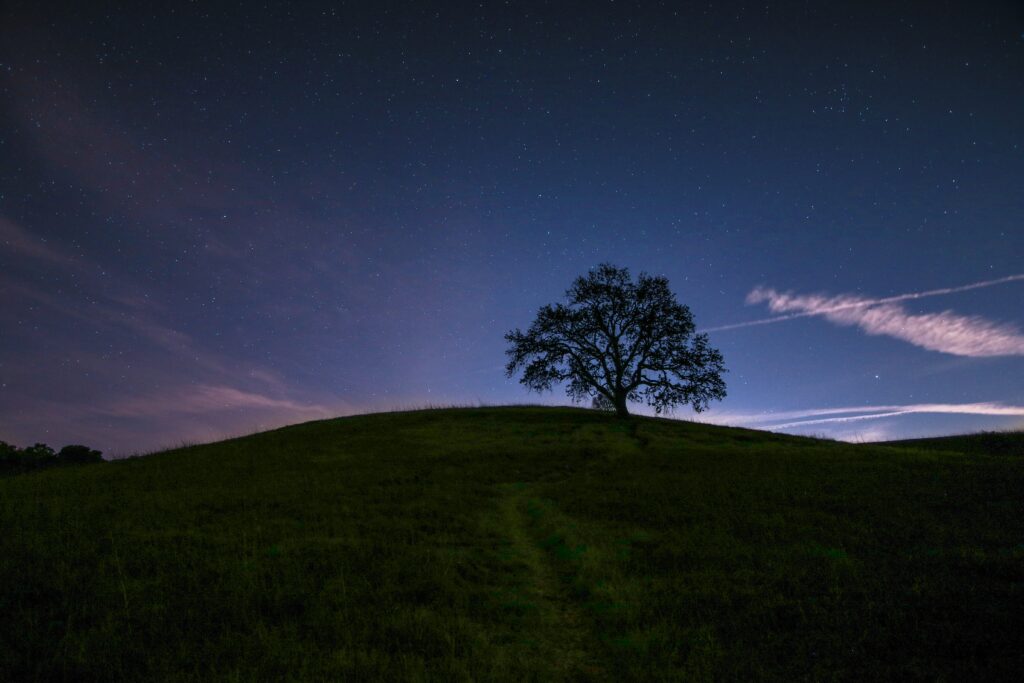 Ein einzelner Baum auf einem Hügel vor einem Sternenhimmel.