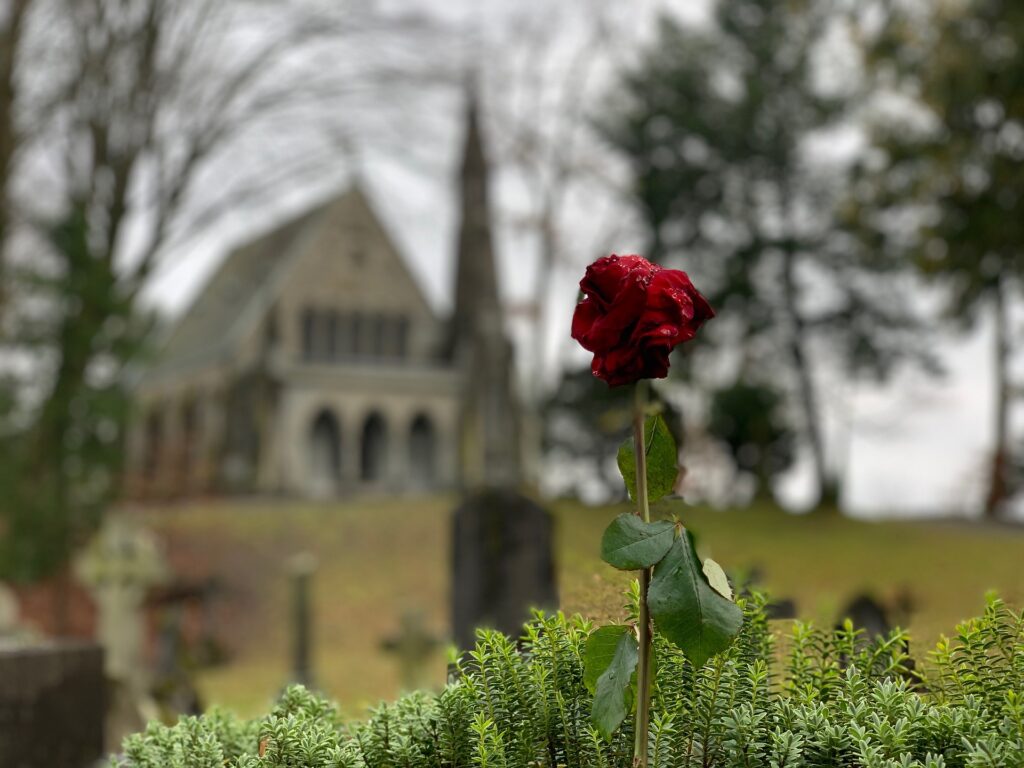 Eine rote Rose mit Kapelle im Hintergrund. 