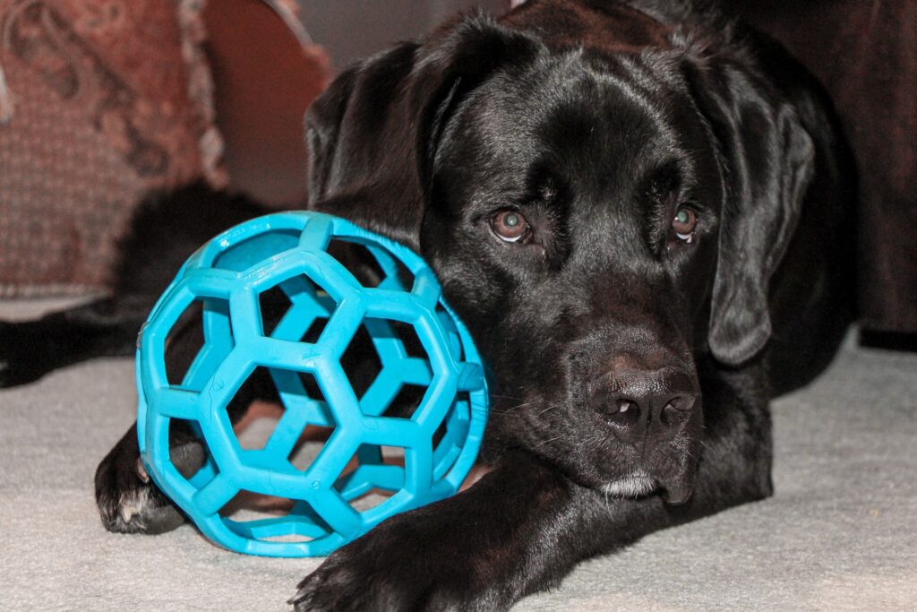 Hund mit Ball pixabay