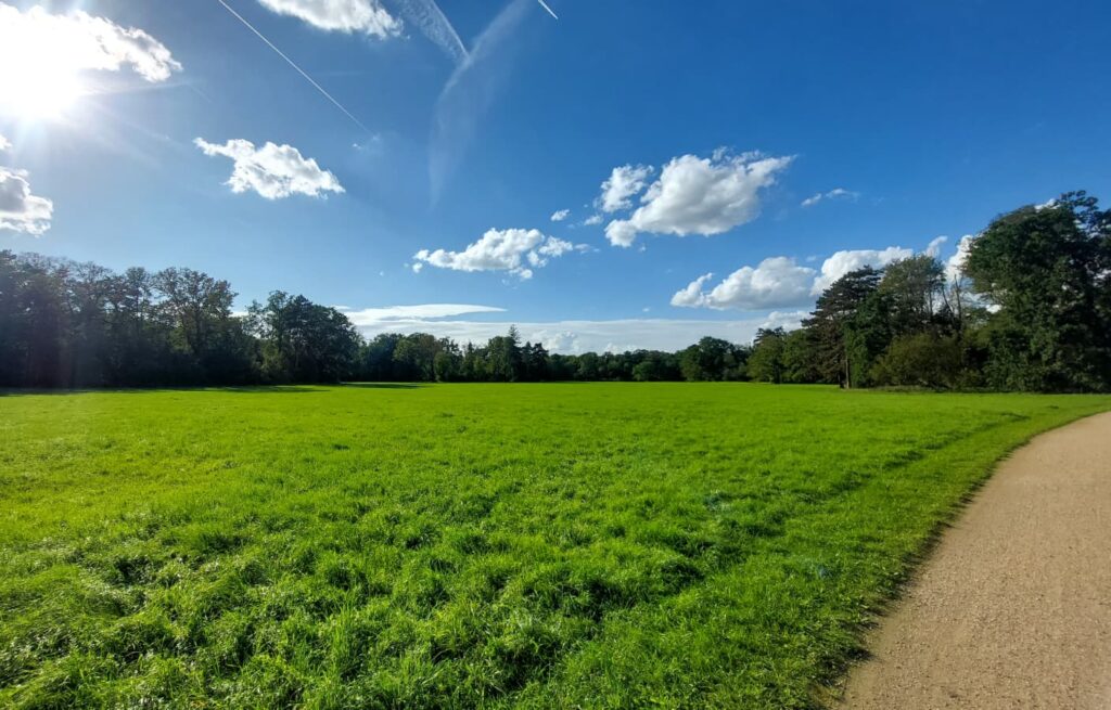 Grüne Drachenwiese im Großen Garten bei Sonnenschein