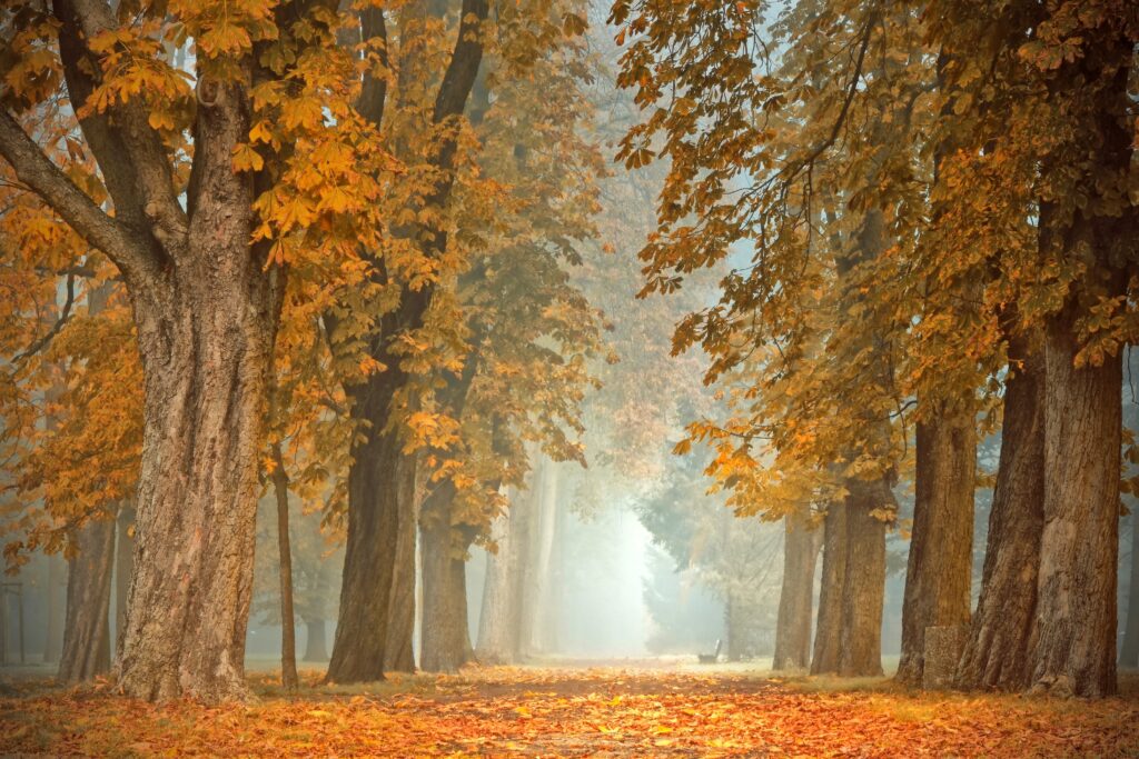 Ein nebliger Wald im Herbst.