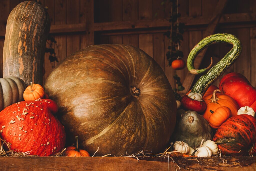 Kürbisse und andere Herbstgewächse in einem Stillleben.